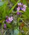 Propiedades de la centaurea menor